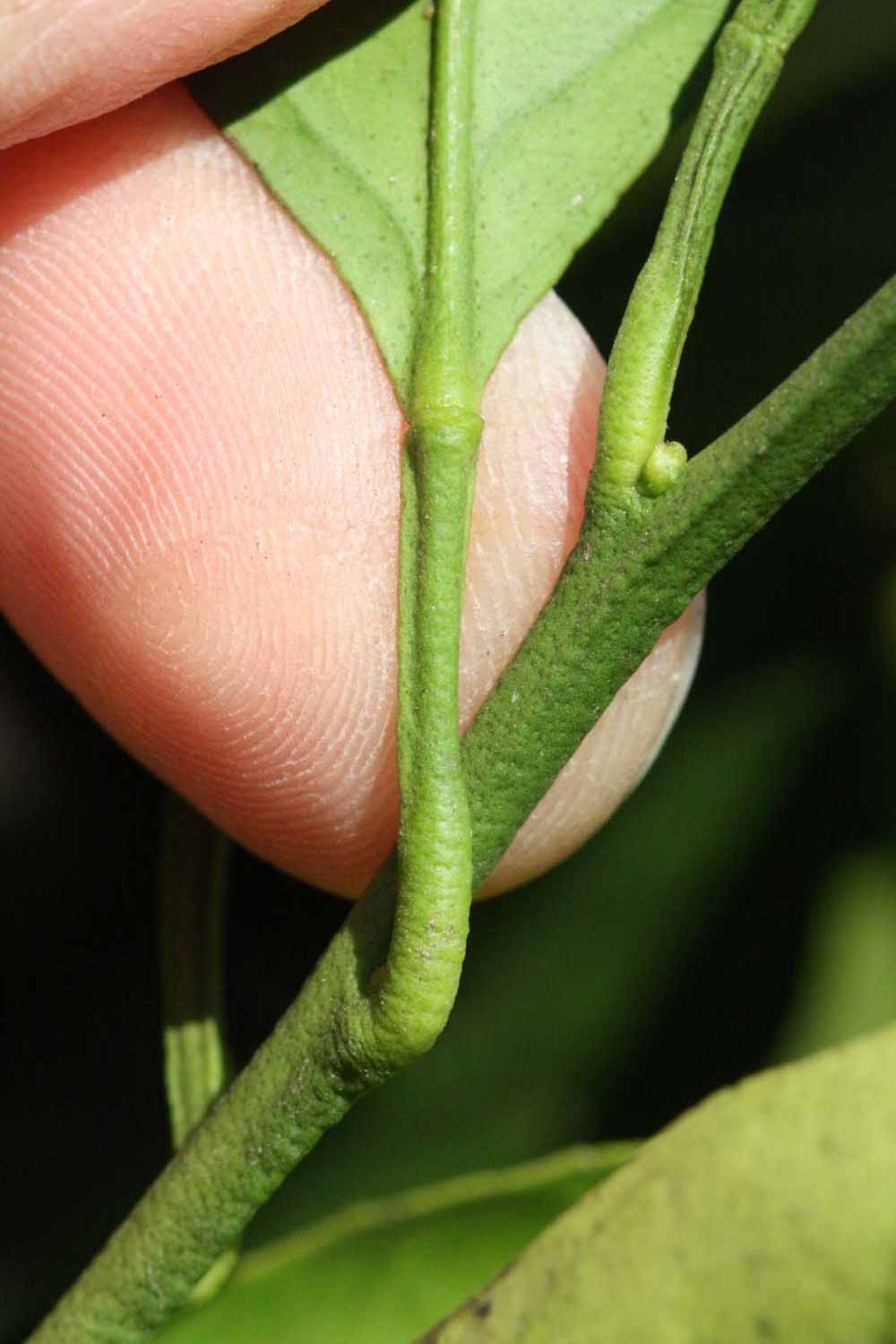              Petiole (Riverside, CA)       